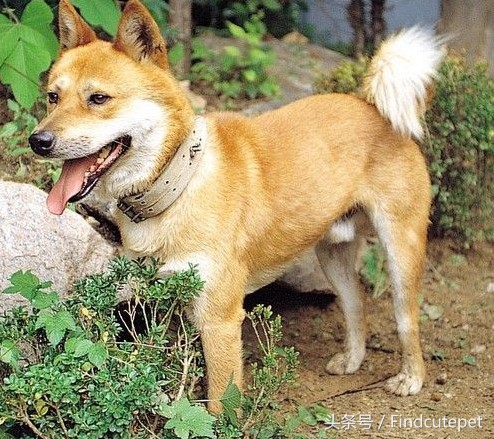 中国本土很像柴犬的品种,和柴犬相像的犬种