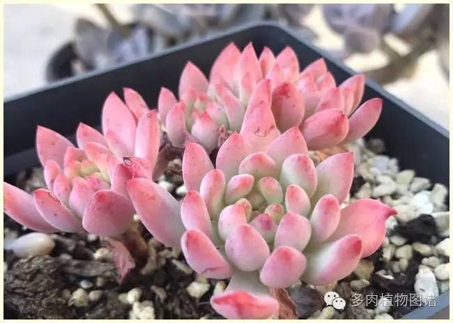 才离家半个月，回来后看到家里的多肉一阵狂喜~