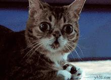 提醒去年双11,我市网民网购退货率达25%?清远工商蜀黍教你规避网购风险