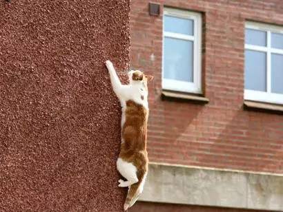 猫咪最讨厌的10个表现,猫咪最讨厌的几件事千万别踩雷