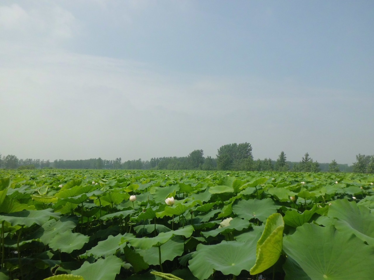 安徽滁州10大最美乡村,滁州第二批美丽乡村名单