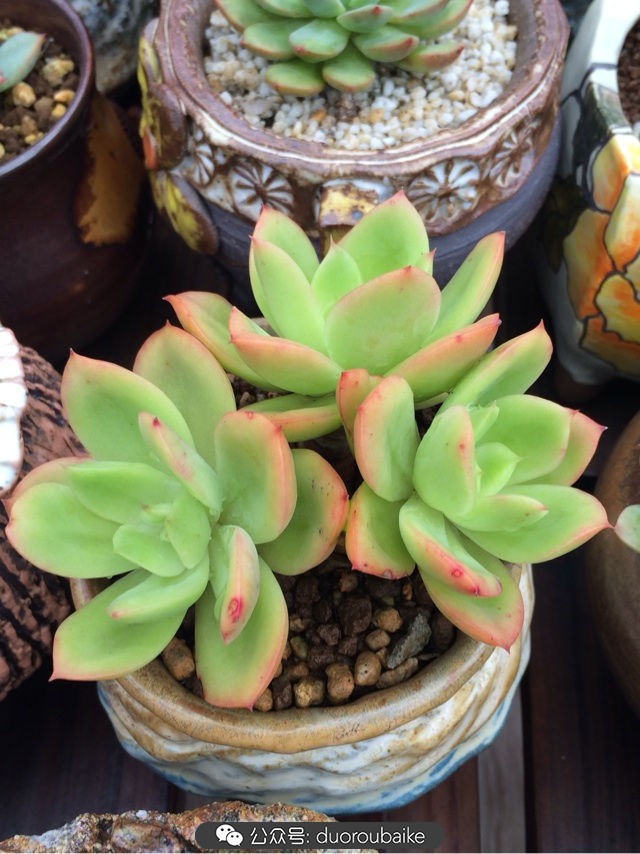 台风来了多肉已搬到安全的地方,台风来了多肉植物搬不动