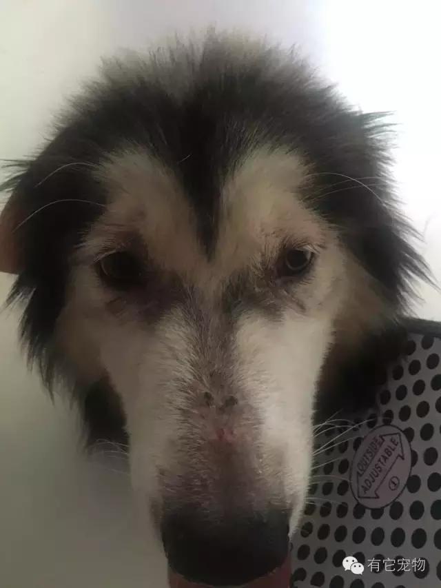 无良宠物店狗狗死亡,无良宠物店让人寒心