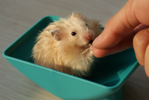 如何让仓鼠不往笼子上尿尿,如何让仓鼠去指定的位置上厕所