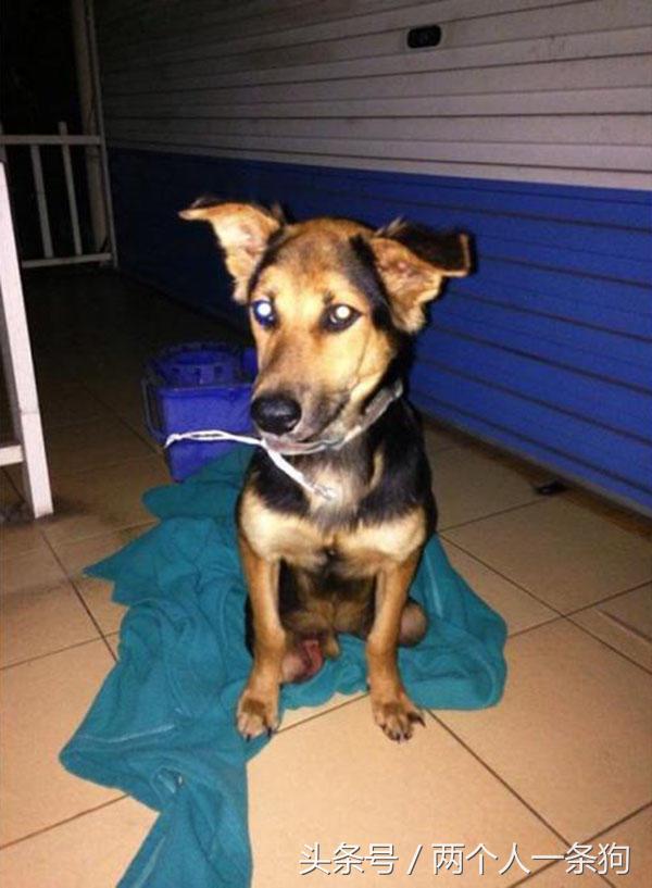 流浪狗被撞断后腿,流浪狗断了一条腿被宠物医生救下
