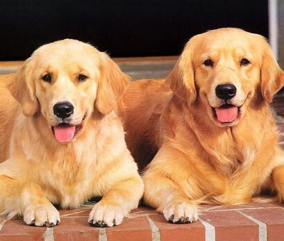 新手养金毛入门基础教程,一个月金毛训练教程幼犬