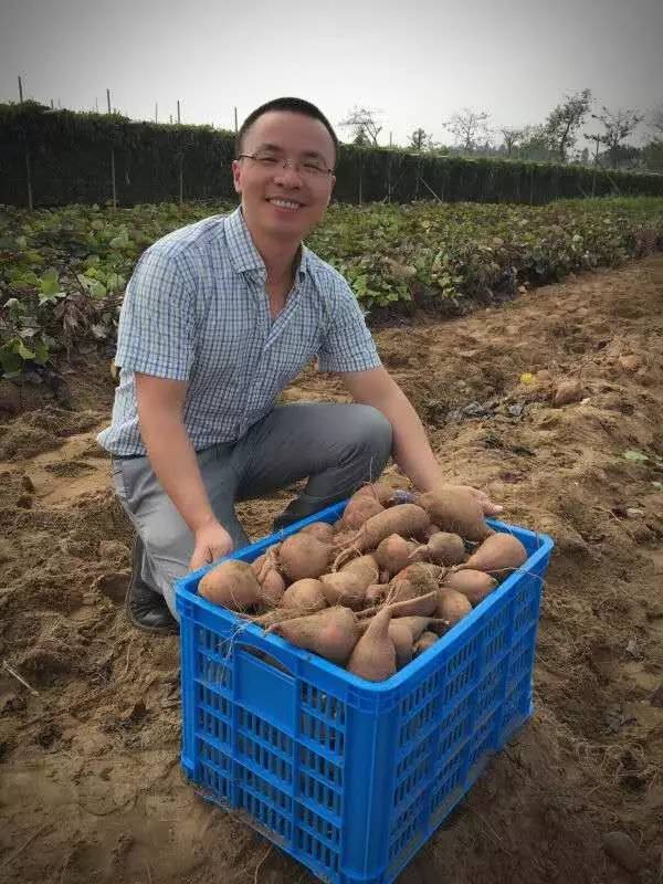 一点红最高档的红薯,正宗南沙一点红紫心红薯