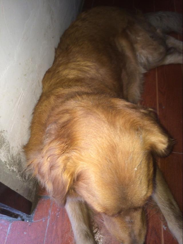 金毛生了9只狗崽，嫌弃太多而不愿喂奶，看着真心疼