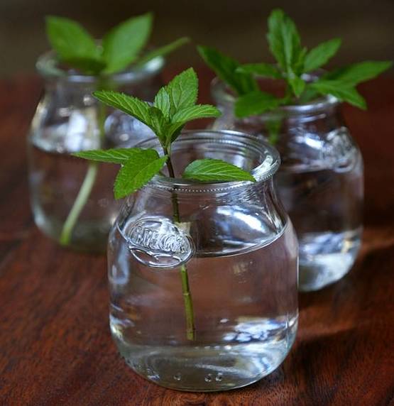 家里养的薄荷怎么吃,养的薄荷能做什么