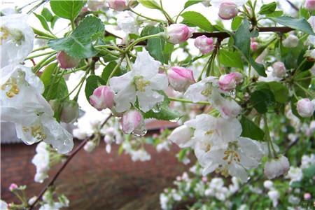 河州牡丹—海棠花虫灾及防治大全