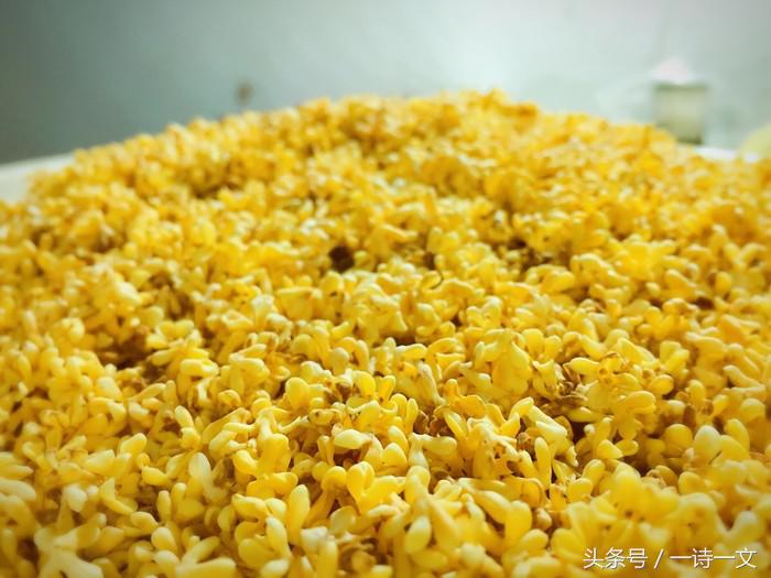 《唯有丹桂飘香八月馥郁芬芳》我,想你了荼蘼花事春已了