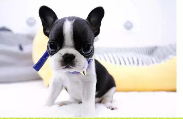 养斗牛犬的基本常识和技巧,养斗牛犬的基本常识有哪些