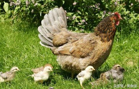 鸡能被做成什么菜,鸡的经典十种吃法