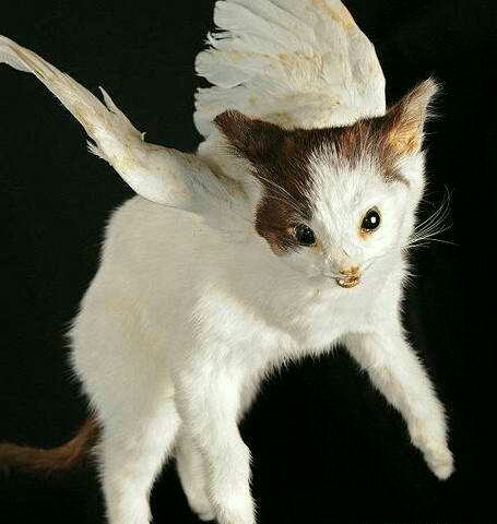 日本二战核辐射是哪个地方,二战期间日本受核武器影响的人