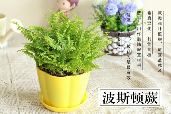 去甲醛又帮助睡眠的植物,甲醛怎么消除不伤害植物