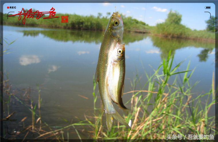 原创我爱飞鱼耍耍耍