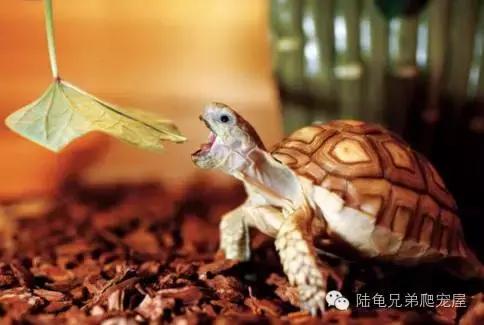 苏卡达2024年可以养了吗,苏卡达养法