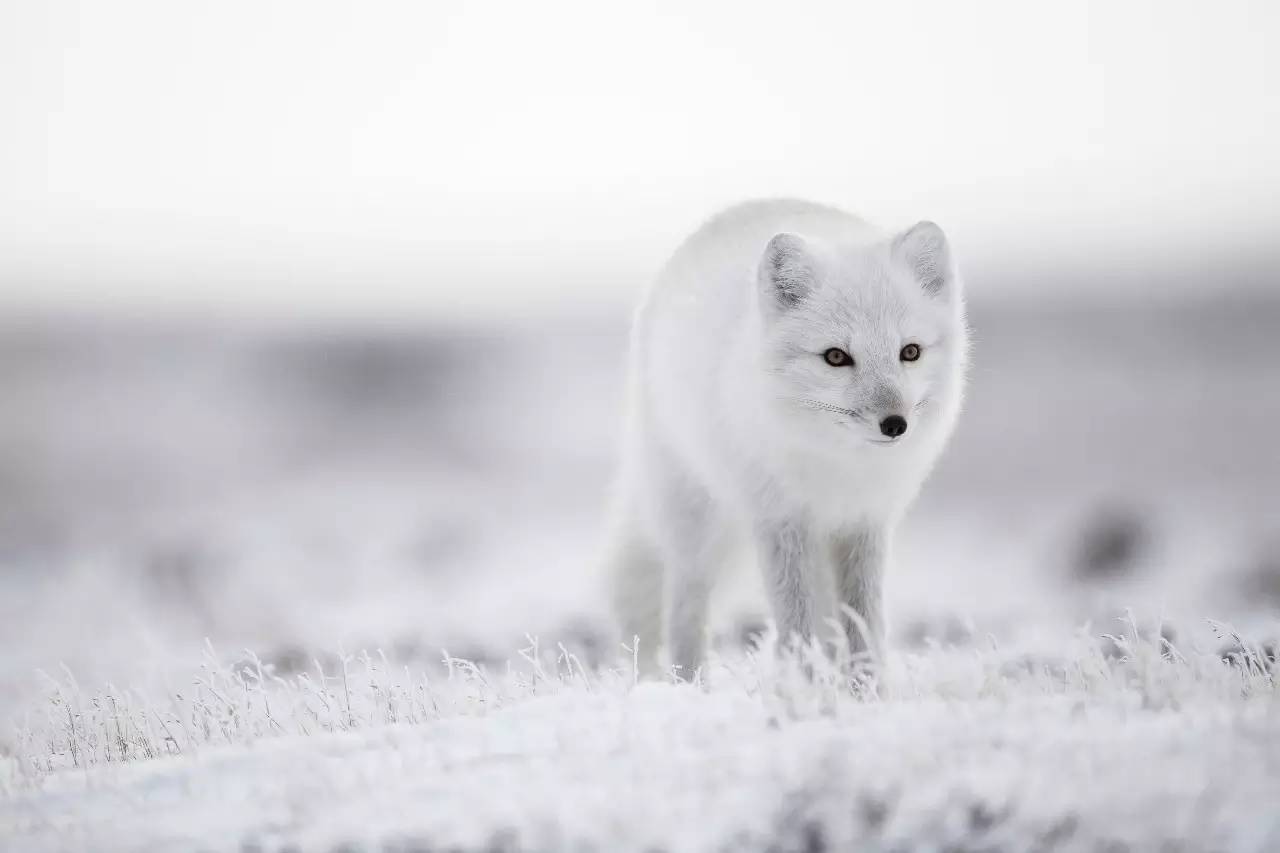 为什么这么多人要去加拿大,去加拿大最应该了解哪些事情