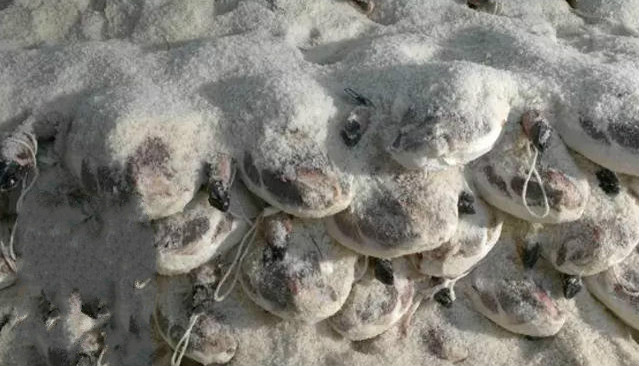 3000元1公斤的西班牙火腿配方、制作工艺揭秘！