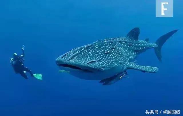 菲律宾小众海岛,菲律宾的海岛旅游