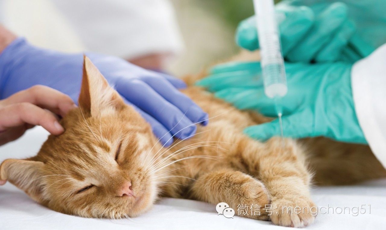 猫咪拉肚子应该怎么办,猫咪拉肚子怎么治疗