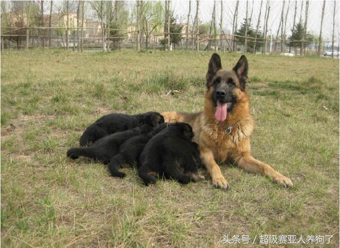 刚生产完的德牧老母狗如何饲养,德牧母狗初次生产幼崽过程