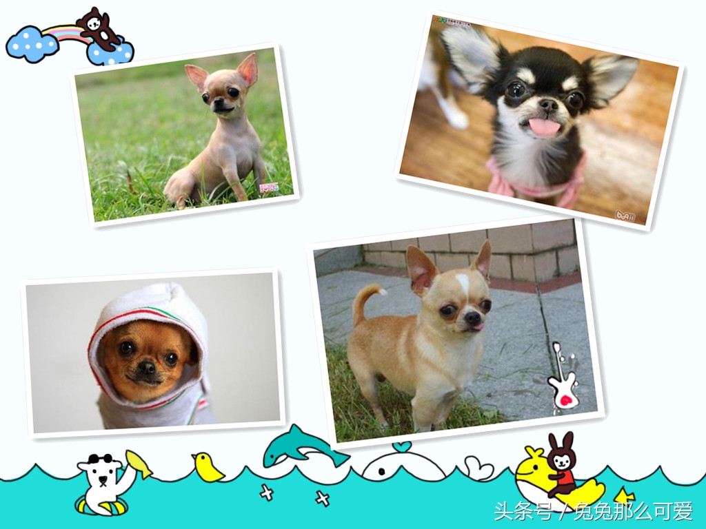 有什么常见的狗狗品种,这些不常见的狗狗品种你认识几个