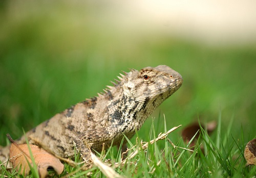 危险蜥蜴,蜥蜴遇到危险回缩成一团