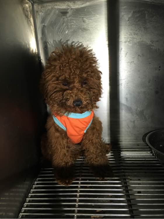 捡到了一个小狗狗宝宝,捡到一只泰迪去宠物医院怎么检查