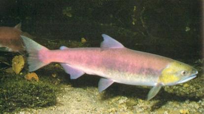 大马哈鱼为什么要洄游,大马哈鱼洄游的原因