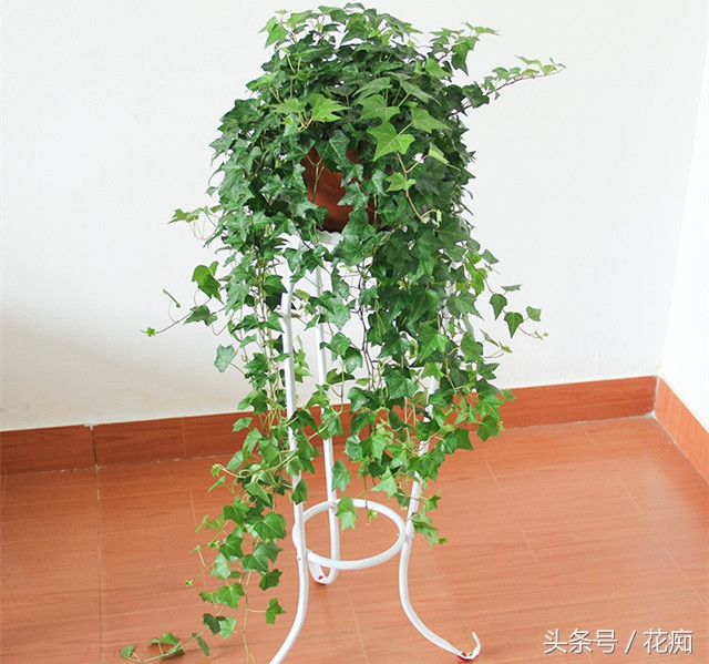 常春藤爬藤垂吊绿植,常春藤怎么养才能更旺盛