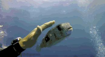 河豚被禁止了吗,河豚鱼禁售令