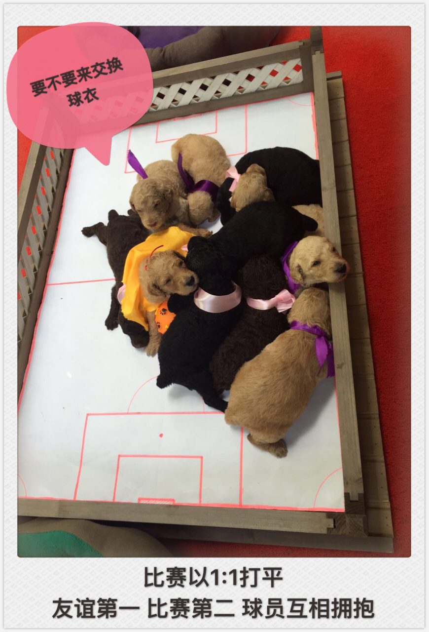 狗踢足球跳起射门视频,踢足球狗狗上前抢球视频