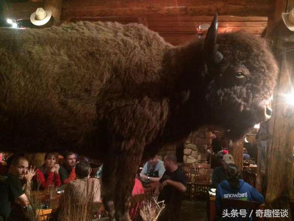 在美国旅游视频教学,美国自由行自驾游