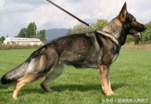 怎么训练德国牧羊犬保护主人,咋样训练牧羊犬