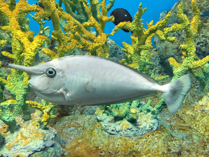 初秋日本快步东京，慢行北海道，泡汤美食8日