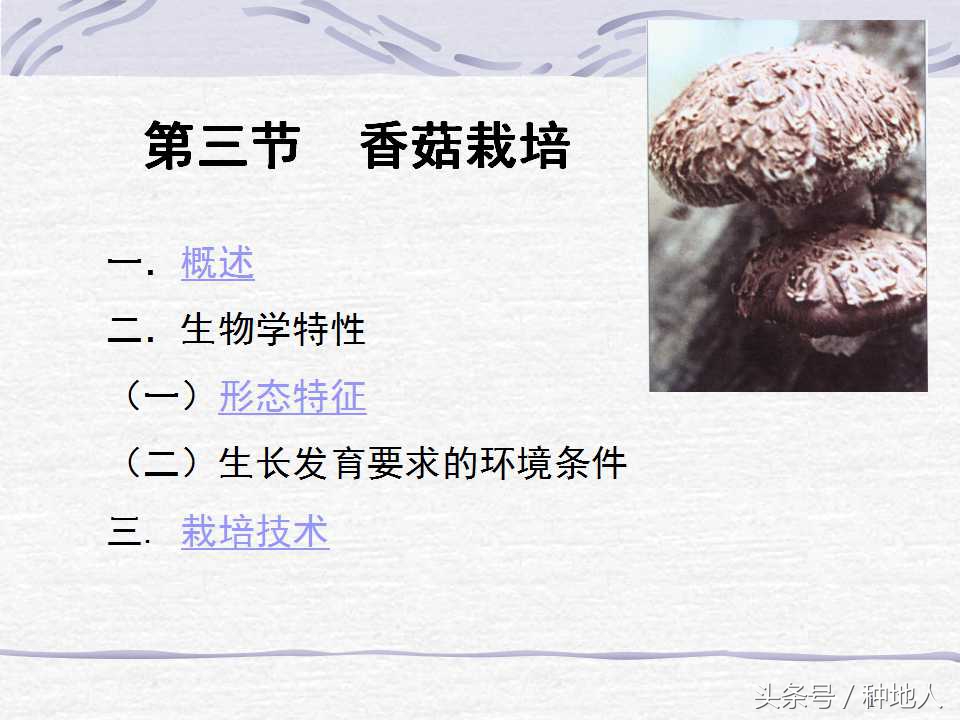 香菇栽培实用技术教案,屋顶香菇栽培