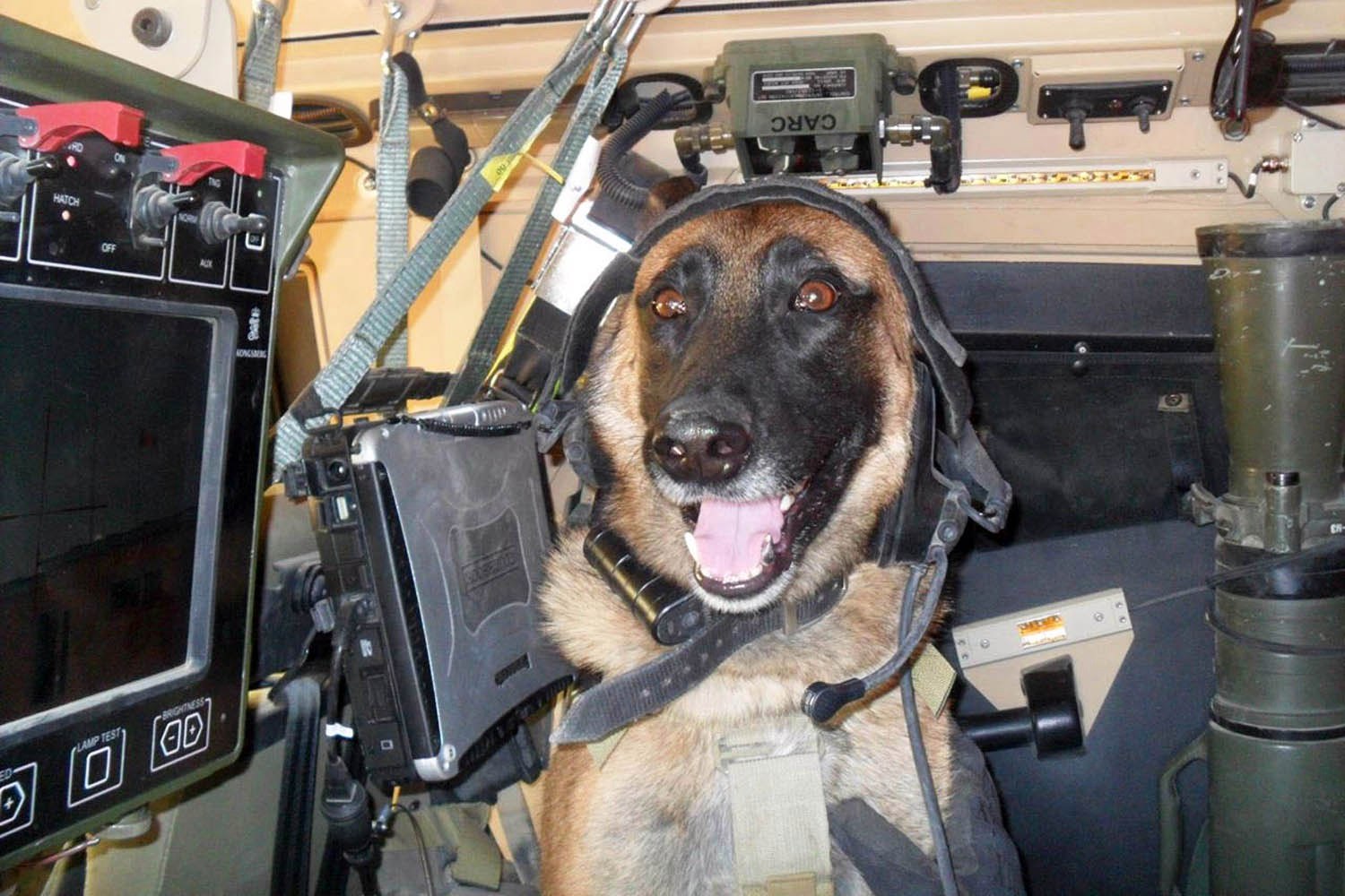 有一种狗叫你扛!狗狗黑背(德牧)的军旅生活!湄公河的哮天犬?