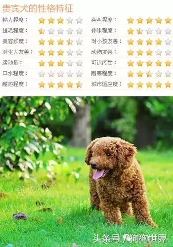 贵宾犬怎么养才好养,贵宾犬怎么养好呢