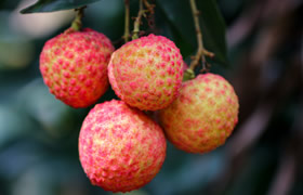 深圳旅游攻略深圳特产,深圳特产有哪些