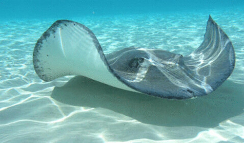 魟鱼营养,饲养魟鱼需要知道些什么