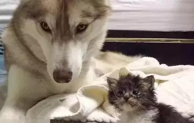 被三只狗养大的猫,被哈士奇养大的拉布拉多