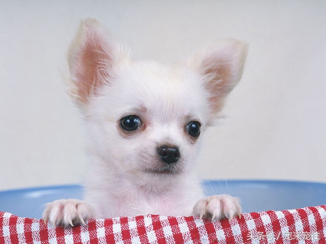 狗的饲养指南在线阅读,狗的饲养技巧与注意事项