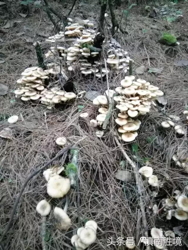 富源县营上镇营上村高清航拍,富源营上大坪照片