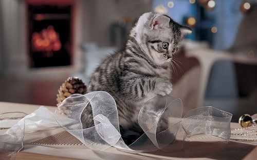 小猫猫拉肚子怎么样办,猫咪拉肚子的原因及处理方法