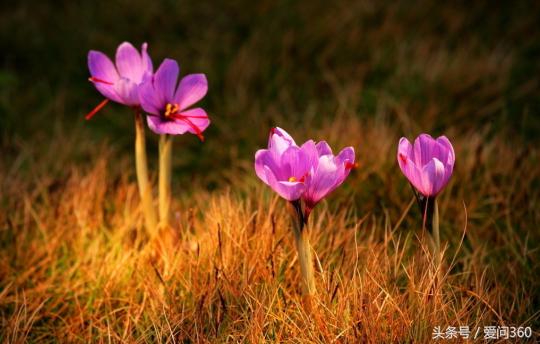 藏红花也被称之为是花中黄金,藏红花为何叫红色金子