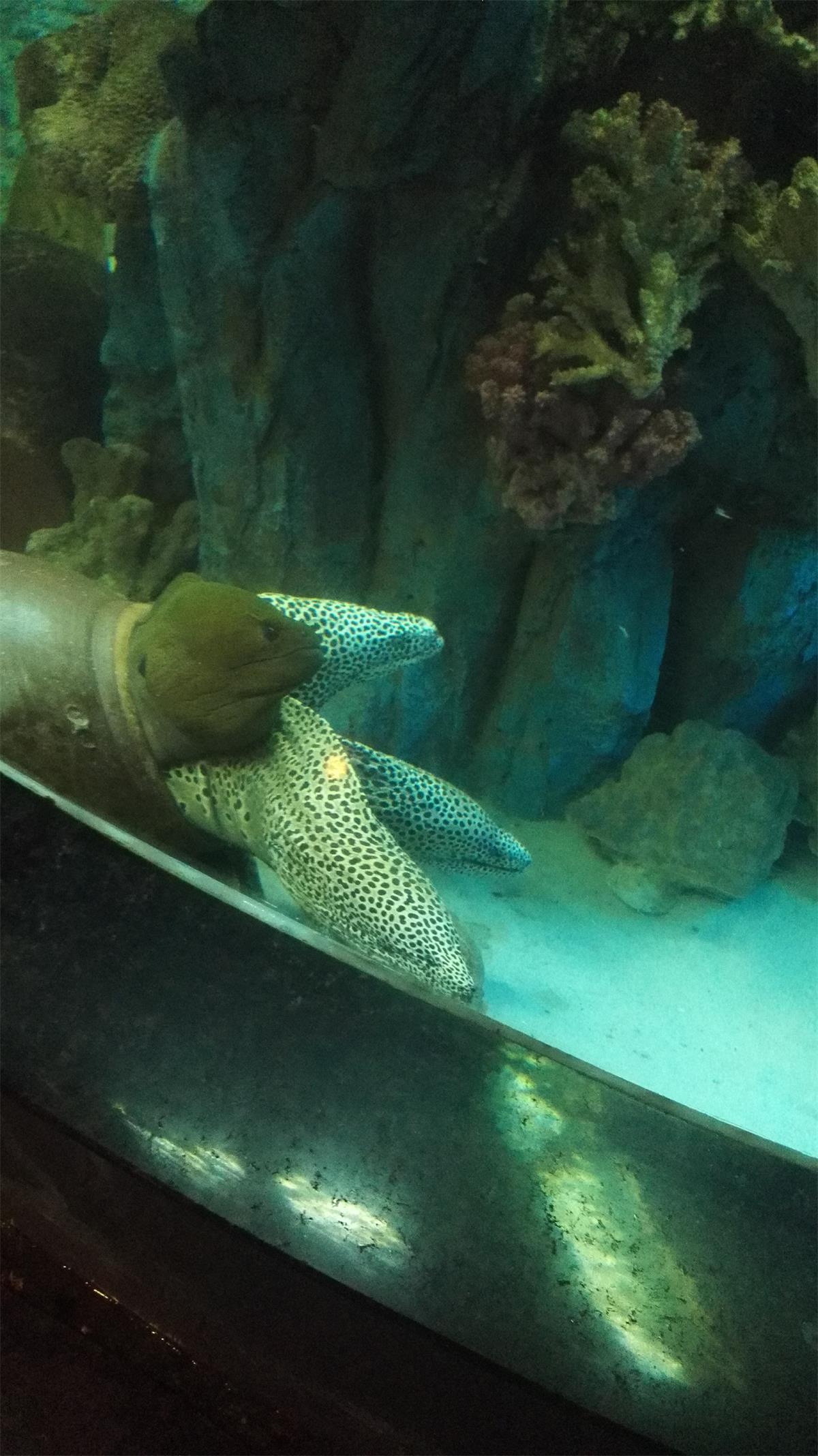 记录越南芽庄之旅第六天 (越南芽庄值得去吗)