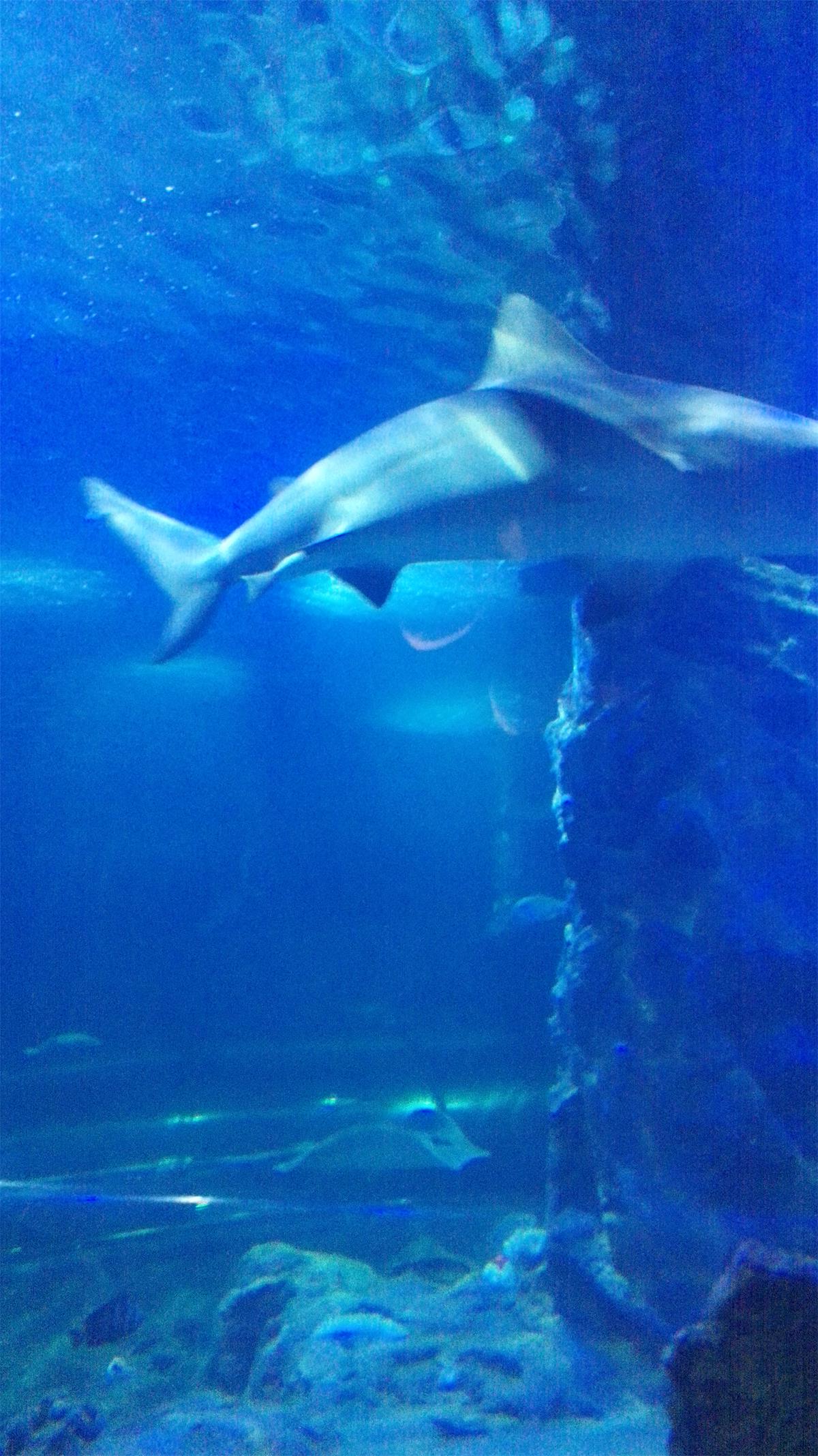 记录越南芽庄之旅第六天 (越南芽庄值得去吗)