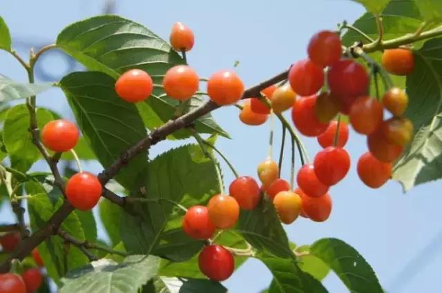 关键时刻能救命的急救知识,关键时刻如何保命快来学学急救