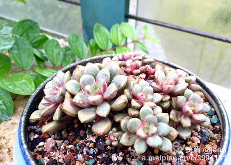 我的多肉小苗一直在露养用遮阳吗,露养冬天的第一盆多肉